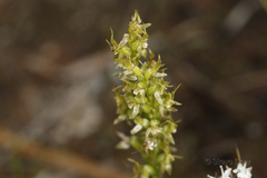 Prasophyllum gracile
