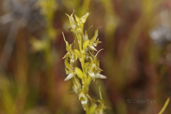 Prasophyllum gracile