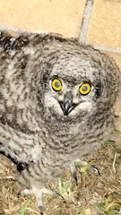 Bubo africanus