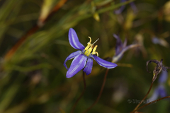 Stypandra glauca
