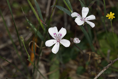 Pelargonium havlasae