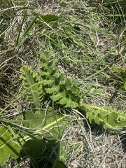 Berkheya radula