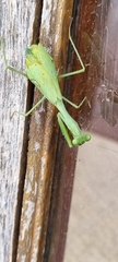 Miomantis caffra