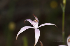 Caladenia hirta rosea