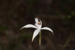 Caladenia hirta rosea