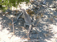 Dipsosaurus dorsalis