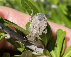 Brochymena quadripustulata