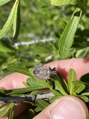 Brochymena quadripustulata