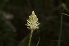Ptilotus polystachyus