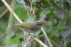 Eastern Crowned Warbler photo 2