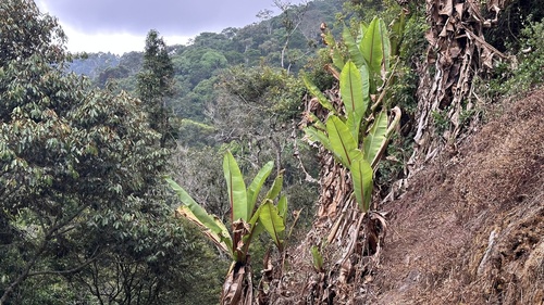 Ensete ventricosum image