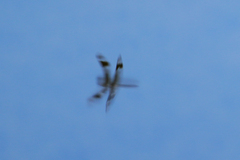 Libellula forensis