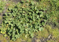 Malva pusilla