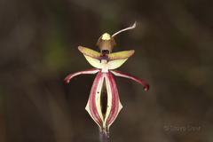 Caladenia roei