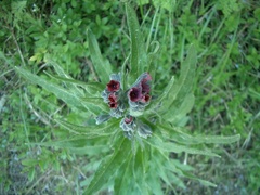 Cynoglossum officinale