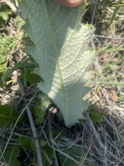 Berkheya radula