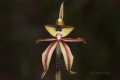 Caladenia roei