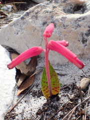 Lachenalia punctata