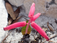 Lachenalia punctata