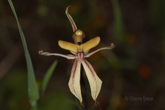 Caladenia roei