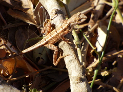 Sitana ponticeriana