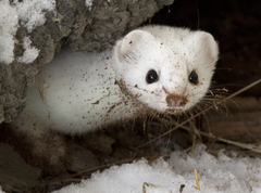 Mustela