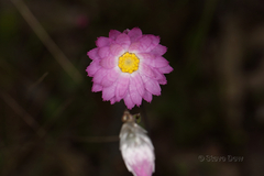 Rhodanthe manglesii