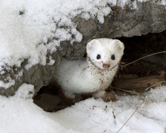 Mustela