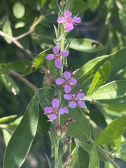 Ammannia sagittifolia