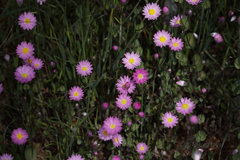 Rhodanthe manglesii