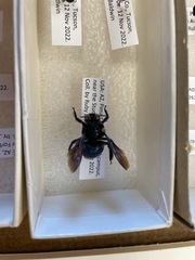 Xylocopa californica arizonensis