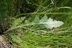 Cirsium pumilum