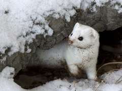 Mustela