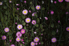Rhodanthe manglesii