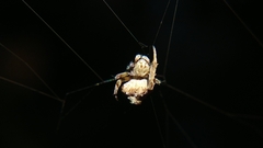 Eriovixia