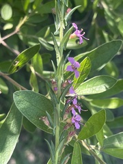 Ammannia sagittifolia