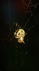Eriovixia