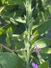 Ammannia sagittifolia