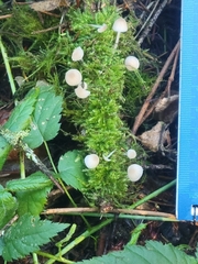 Mycena abramsii