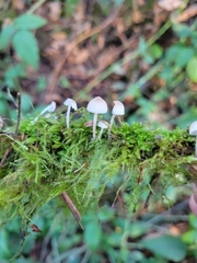 Mycena abramsii