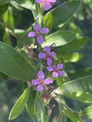 Ammannia sagittifolia