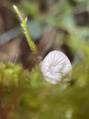 Mycena abramsii