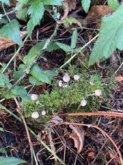 Mycena abramsii