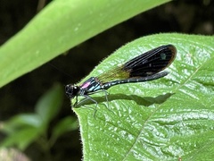 Heliocypha fenestrata