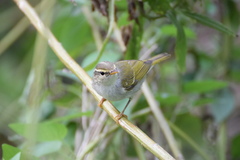 Eastern Crowned Warbler photo 3
