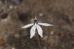 Caladenia saccharata