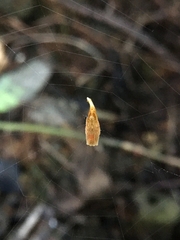 Arachnura