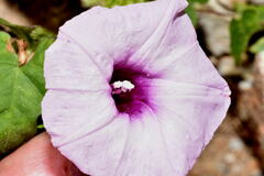 Ipomoea trifida