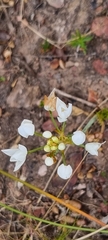 Allium neapolitanum