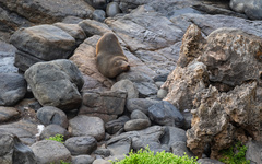 Arctocephalus